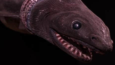 Requin lézard : le requin préhistorique qui intrigue les scientifiques