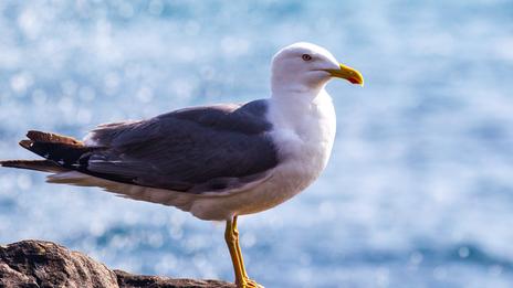 De Marseille à Venise, pourquoi les gabians ne passent plus inaperçus sur le littoral