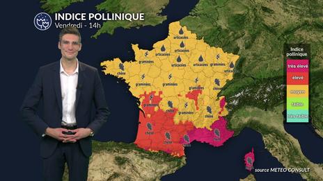 Pollens et allergies : un indice pollinique en hausse, les pollens de graminées dominent l'atmosphère
