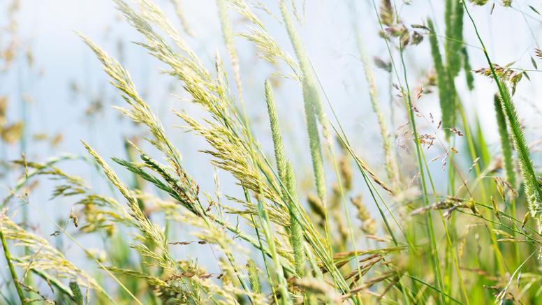 Pic de pollens de graminées : pourquoi les prochains jours s’annoncent difficiles pour les allergiques