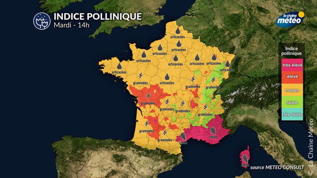 Pollens Et Allergies