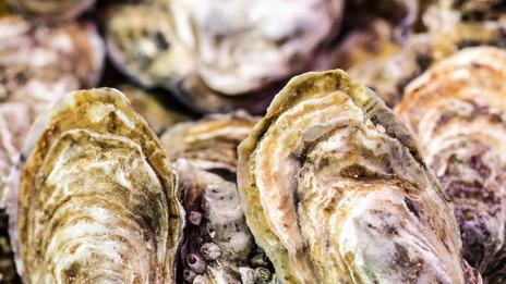 L’huître plate, le coquillage discret qui raconte toute une histoire de mer