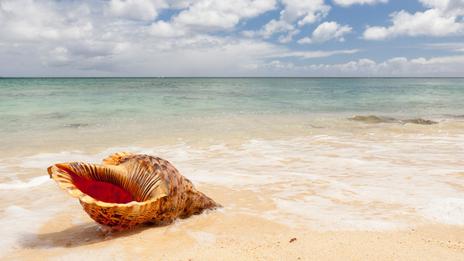 Coquillages du monde : ces espèces emblématiques qui racontent les grandes mers de la planète