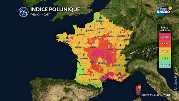 Indice pollinique mardi Pollens Et Allergies
