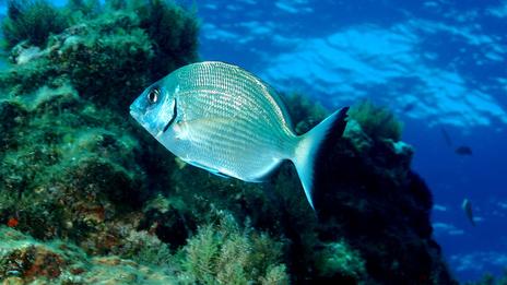 Le sar, ce poisson de roche que personne ne cible vraiment