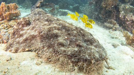Requin tapis barbu : l’étrange squale des récifs qui se fond dans le décor