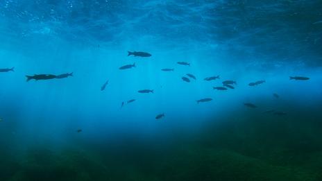 Le son sous l’eau : pourquoi l’océan est un monde que l’on écoute autant qu’on le regarde