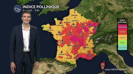 Pollens et allergies : les graminées au plus haut, le risque pollinique repart à la hausse ce samedi