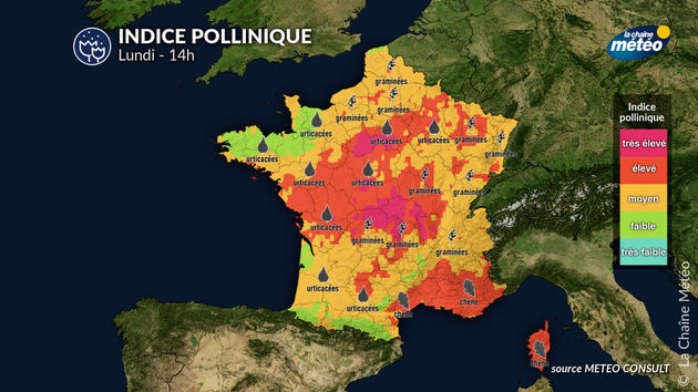 Pollens Et Allergies