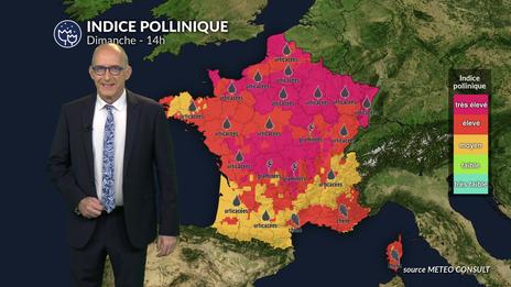 Pollens et allergies : les graminées restent sous surveillance malgré le retour du soleil ce dimanche 7 juin
