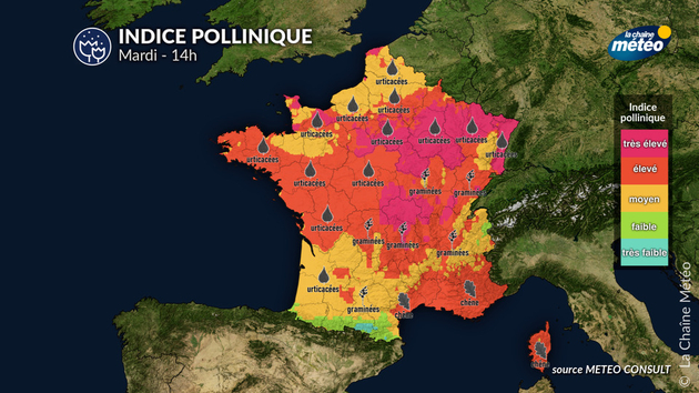 Indice pollinique mardi Pollens Et Allergies