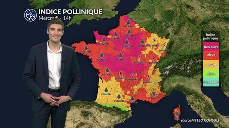 Pollens et allergies : graminées et urticacées dominent l'atmosphère sur une grande partie du pays ce mercredi
