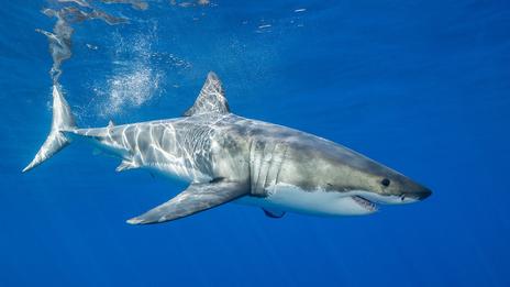 Un grand requin blanc filmé sous l’eau en Méditerranée : une rencontre rarissime au large de la Sicile