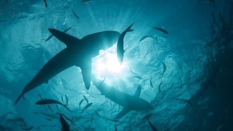 Requins : la carte mondiale des morsures qui remet le risque en perspective