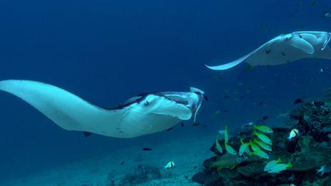 Plonger avec des raies manta : les plus beaux sites et les règles pour les observer sans les déranger