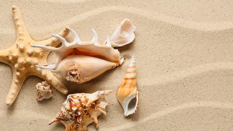 Les coquillages, ces architectes discrets qui font respirer les écosystèmes marins