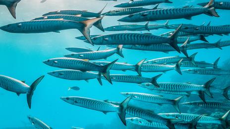 Les poissons apprennent-ils à éviter les pêcheurs ?