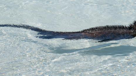 L’iguane marin : l’étrange reptile des Galápagos qui a appris à vivre avec l’océan