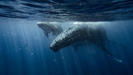 Au fond de l’océan Indien, le plus grand cimetière de baleines jamais découvert révèle un monde vivant