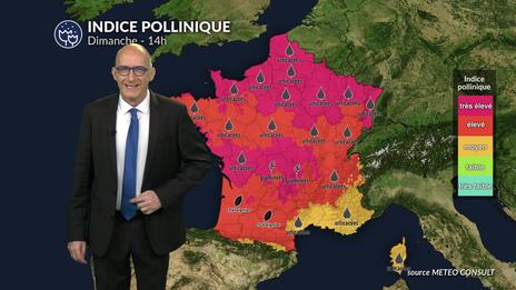 Alerte pollens maximale dimanche : la chaleur favorise une forte dispersion des graminées