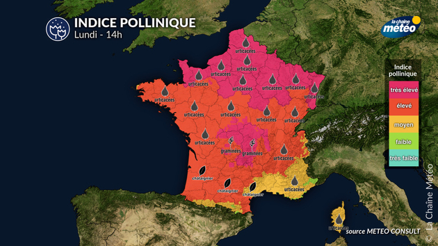 Pollens Et Allergies