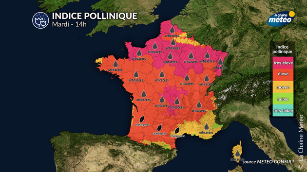 Pollens Et Allergies