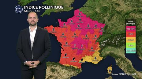 Canicule et air saturé : alerte rouge aux graminées sur presque toute la France mardi