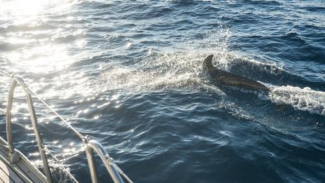 Baleines, dauphins, voiliers : comment partager la mer sans danger ?
