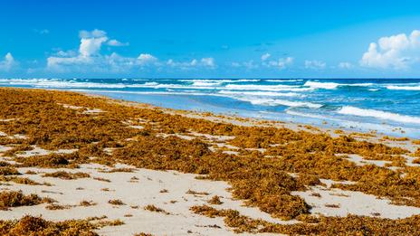 Sargasses dans l’océan Atlantique et aux Antilles : l’algue brune devenue un défi majeur pour les littoraux