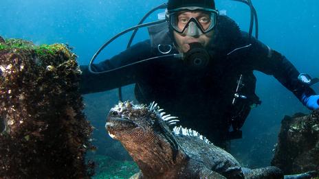 Plongée aux Galápagos : requins-marteaux, iguanes marins et biodiversité extrême