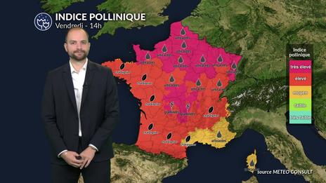 Pollens et allergies : graminées et urticacées saturent l'air sous la canicule