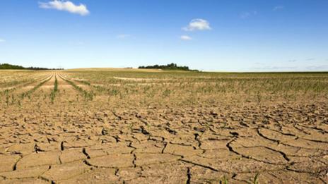 Effet “sèche-cheveux” sur la végétation pendant la canicule actuelle : causes et effets