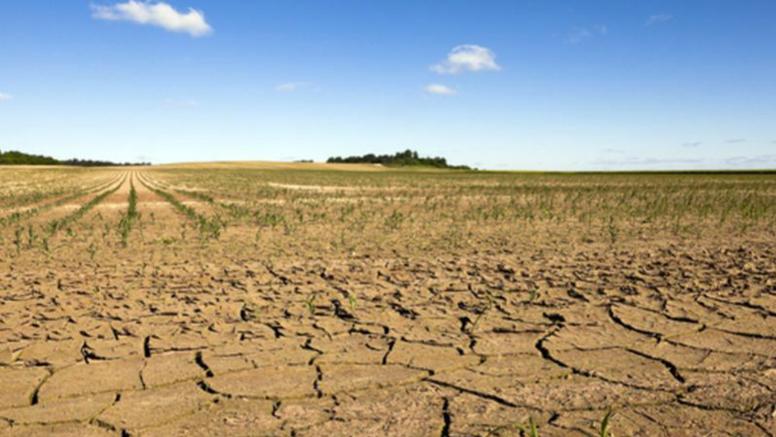 Effet “sèche-cheveux” sur la végétation pendant la canicule actuelle : causes et effets