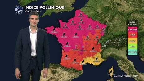 Canicule et pics de pollens : indice pollinique maximal sur les 3/4 du pays