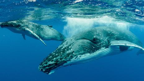 Chasse à la baleine : en Islande et aux îles Féroé, une tradition de plus en plus contestée