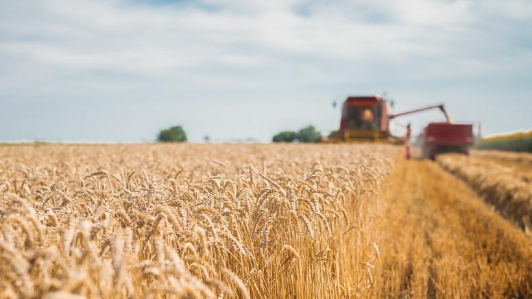 Canicule : moissons précoces, rendements en baisse, vignes fragilisées, l'agriculture durement affectée