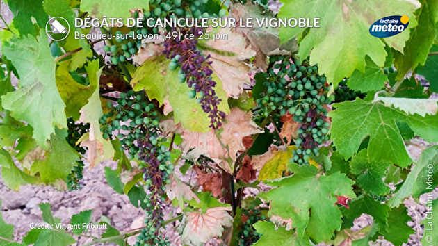 Des dégâts de la canicule sur le vignoble Actualités France