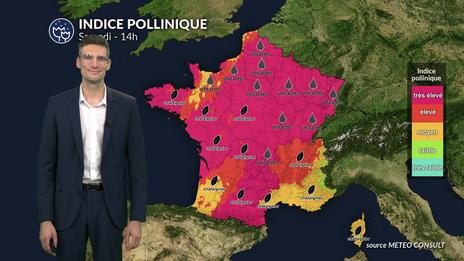 Pollens et allergies : un risque toujours très élevé ce samedi malgré le recul progressif de la canicule