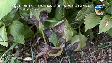 Canicule : nos jardins, parcs et forêts en souffrance sous un soleil brûlant