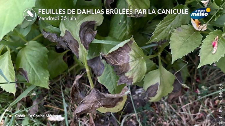 Canicule : nos jardins, parcs et forêts en souffrance sous un soleil brûlant