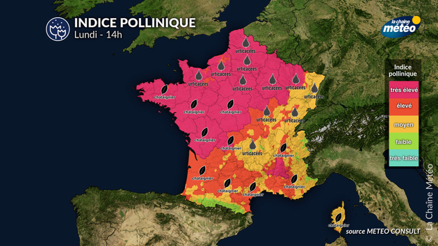 Pollens Et Allergies