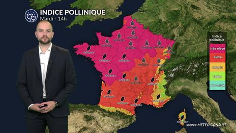 Pollens et allergies : risque maximal pour le chêne et les urticacées