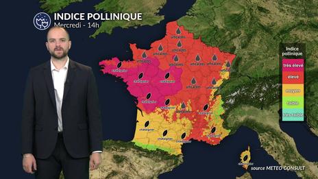 Pollens et allergies : alerte rouge pour le chêne et les graminées