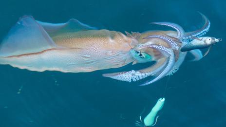 La pêche au calmar de nuit en été : la sortie qui change des sessions classiques