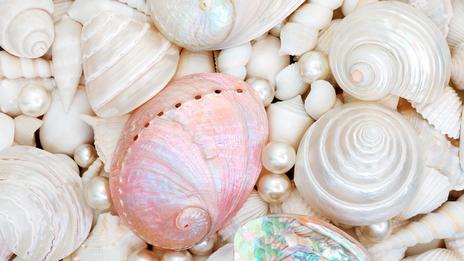 Coquillages, bijoux et monnaies : comment les coquilles ont façonné les sociétés humaines