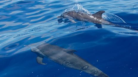 Sanctuaire Agoa : dans les Antilles françaises, un refuge immense pour les géants de la mer