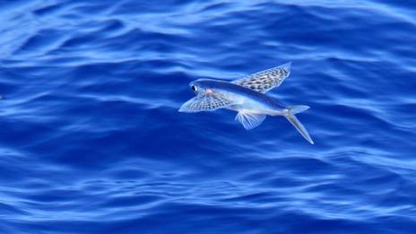 Poissons volants : quand l’évolution donne des ailes à la mer