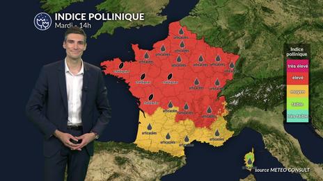 Pollens et allergies ce mardi : la canicule et le vent aggravent fortement le risque allergique