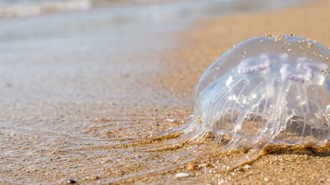 Méduses sur les plages : pourquoi l’été les fait revenir en force