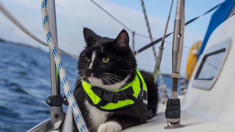 Naviguer avec son animal : le bonheur à bord, les formalités en plus